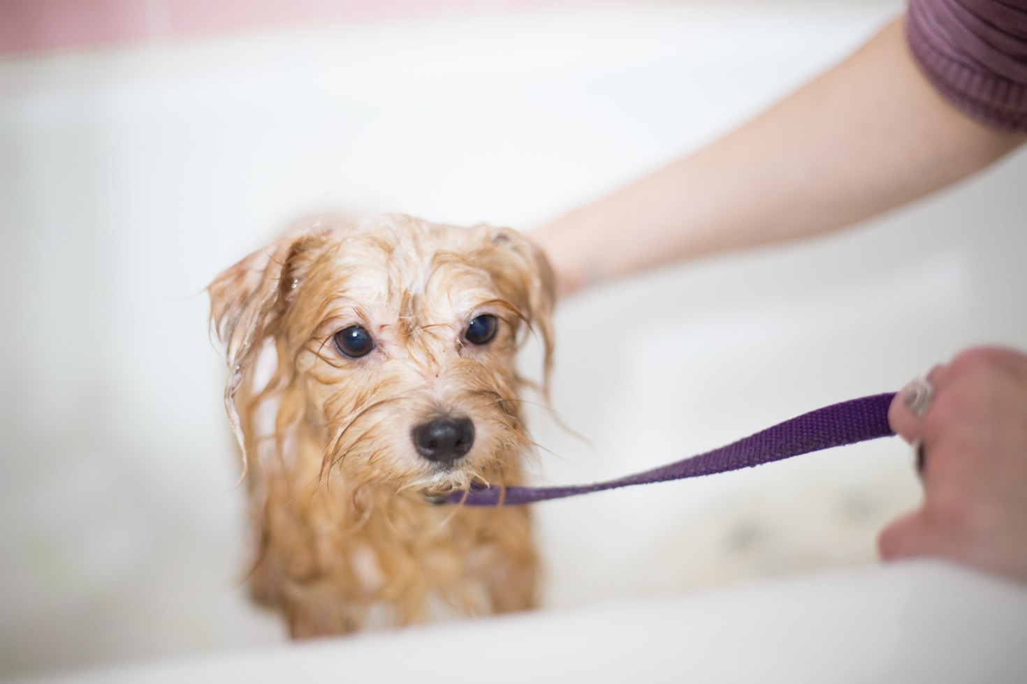 Top Five Grooming Practices for Healthy Pets