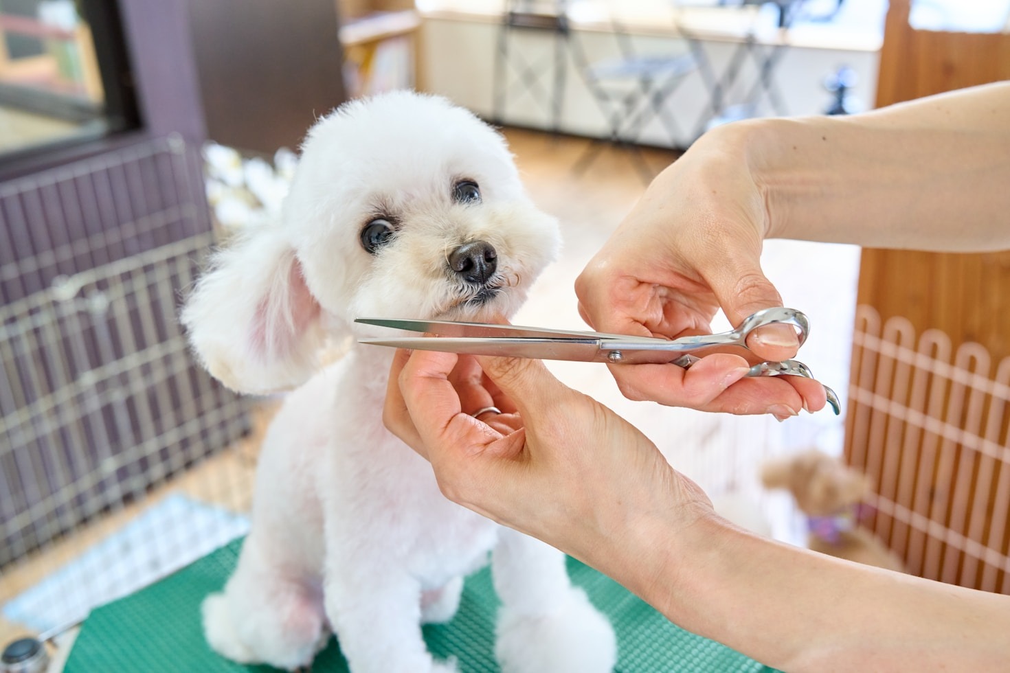 Simple Home Grooming Hacks Every Pet Owner Should Know
