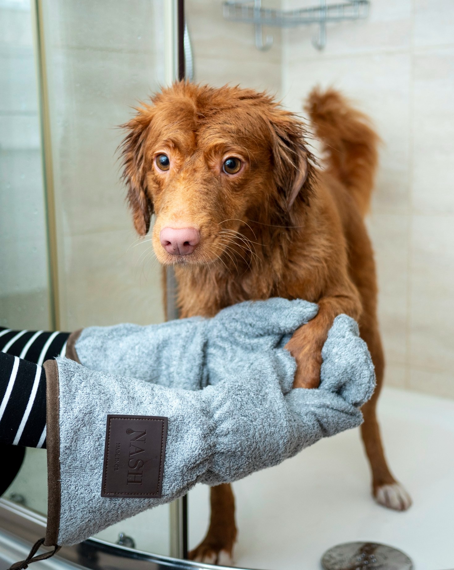 The Role of Grooming in Your Pet’s Overall Health